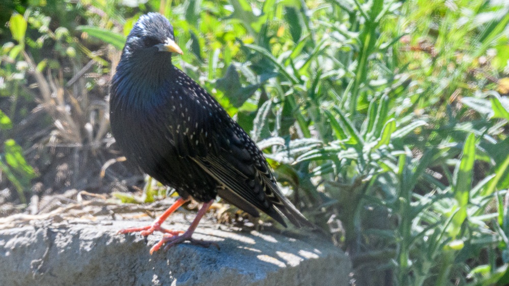 Common Starling