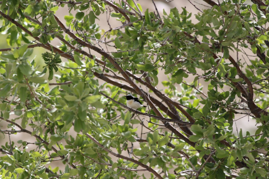 Black-eared Wheatear