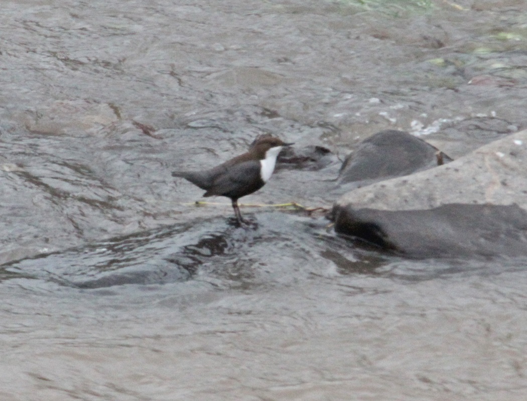 White-throated Dipper