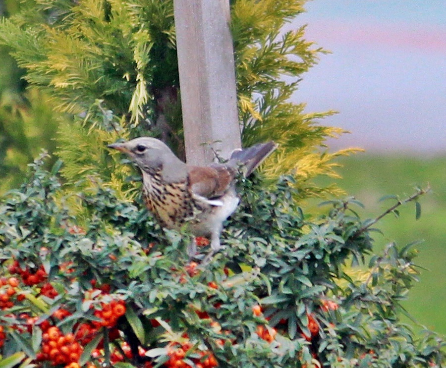 Fieldfare