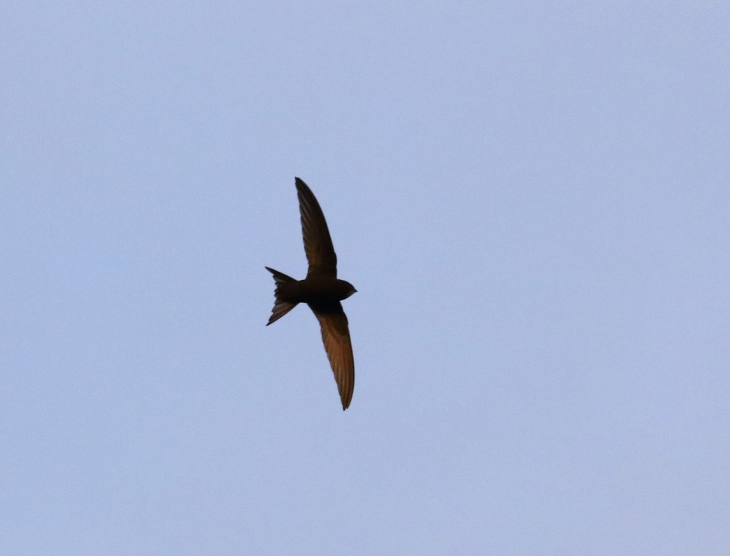 Common Swift