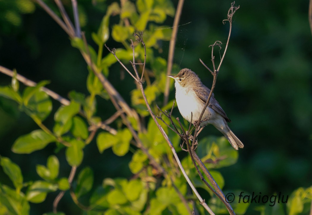 Common Whitethroat
