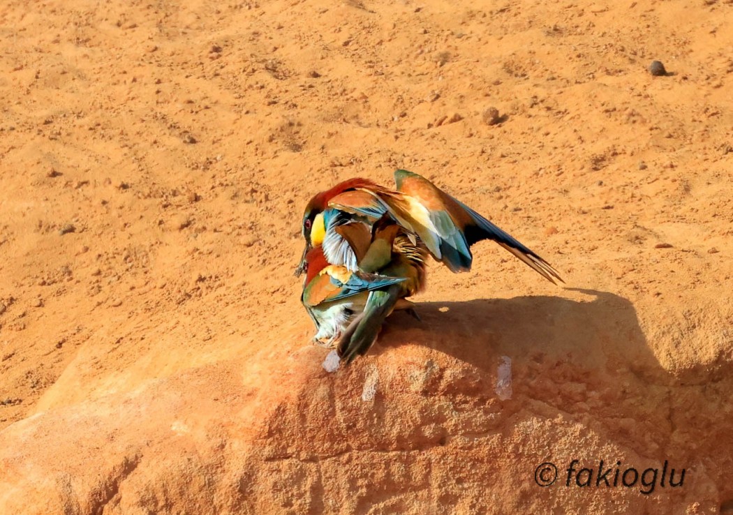 European Bee-eater