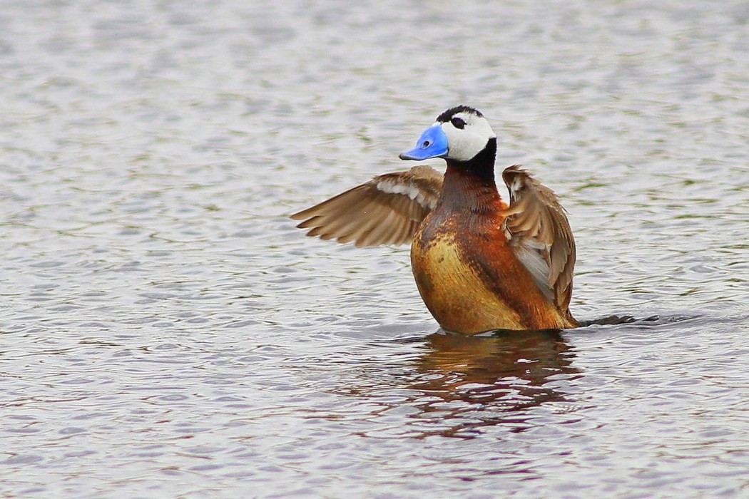 White-headed Duck