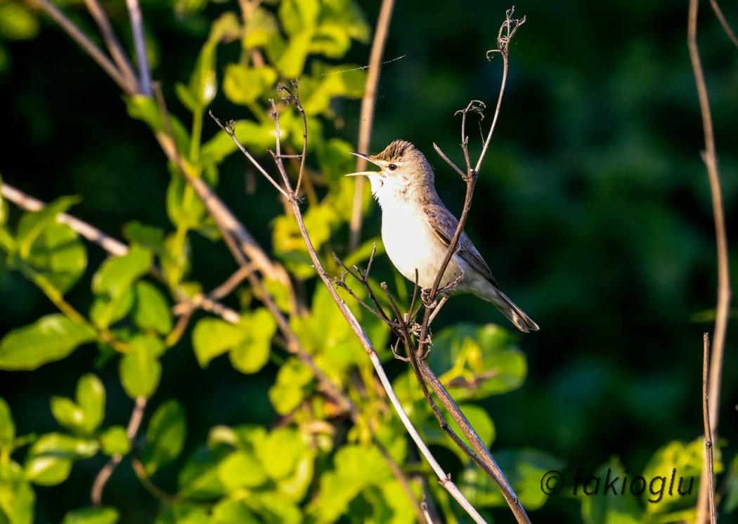 Eastern Olivaceous Warbler