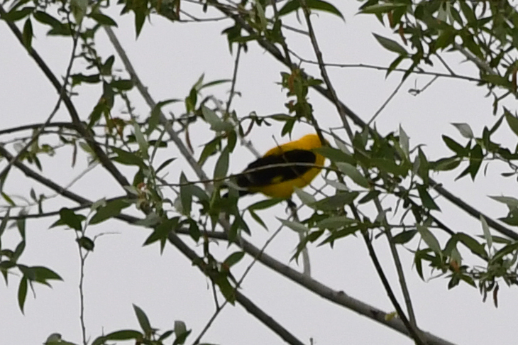 Eurasian Golden Oriole