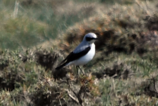 Northern Wheatear