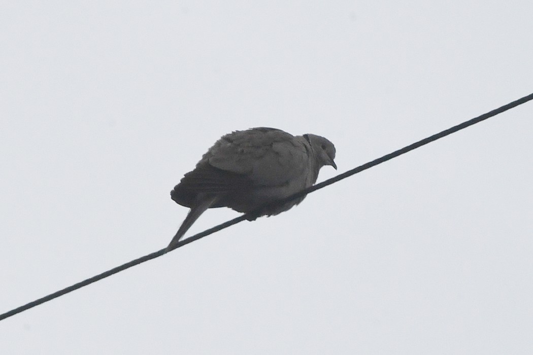 Eurasian Collared Dove