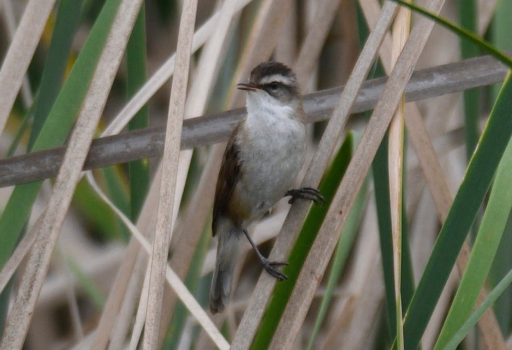 Moustached Warbler