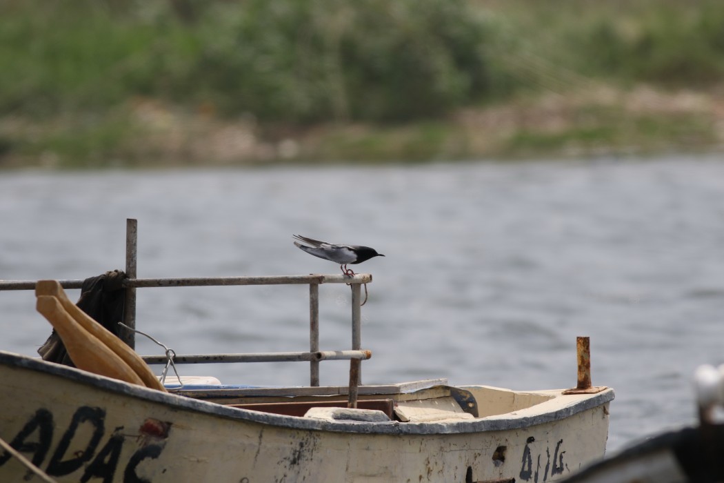 White-winged Tern