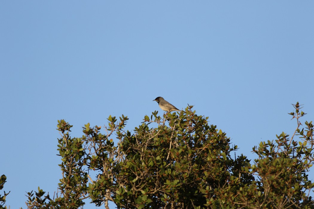 Rüppell`s Warbler