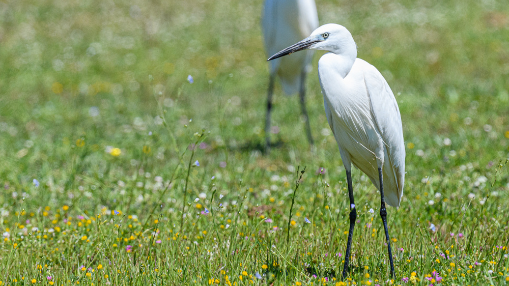 Little Egret