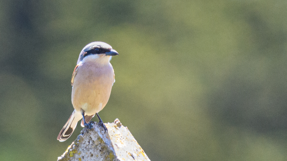Red-backed Shrike