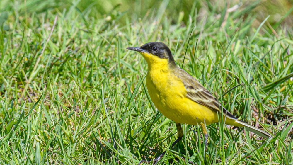 Western Yellow Wagtail
