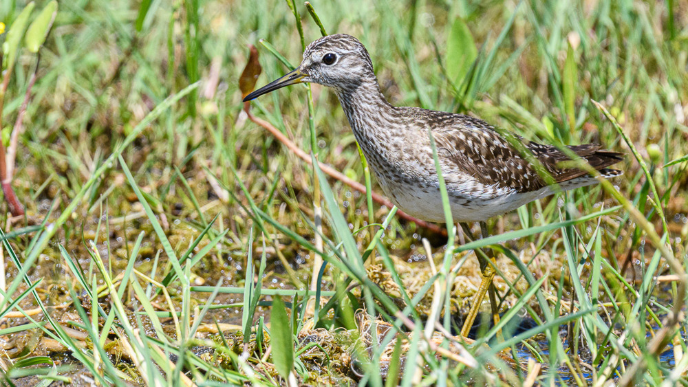 Wood Sandpiper