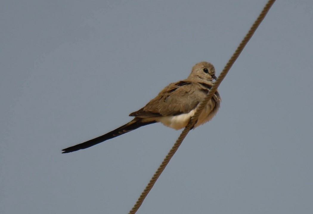 Namaqua Dove