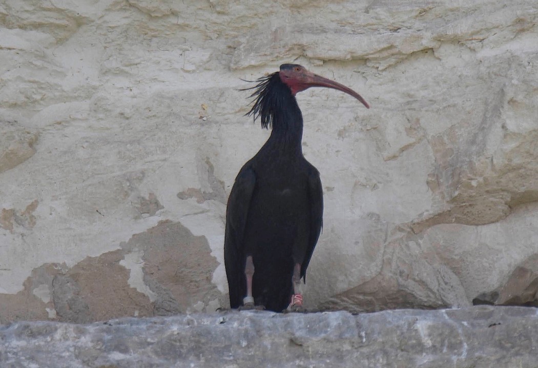 Northern Bald Ibis