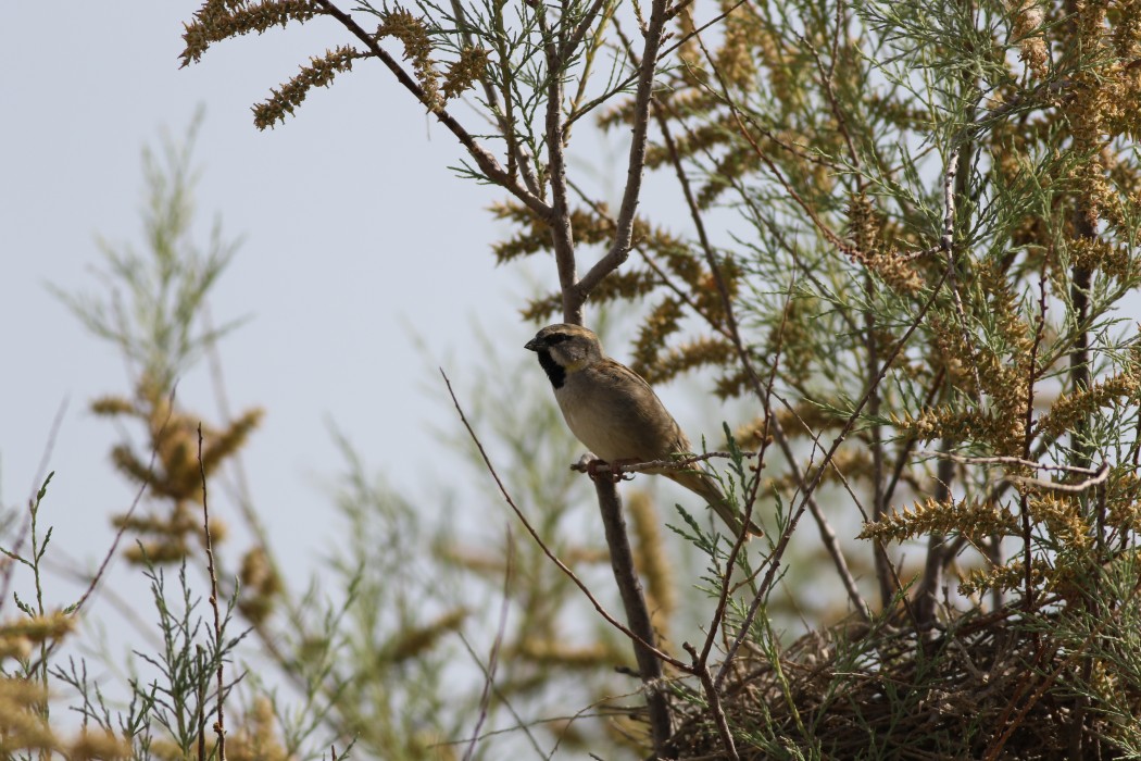 Dead Sea Sparrow