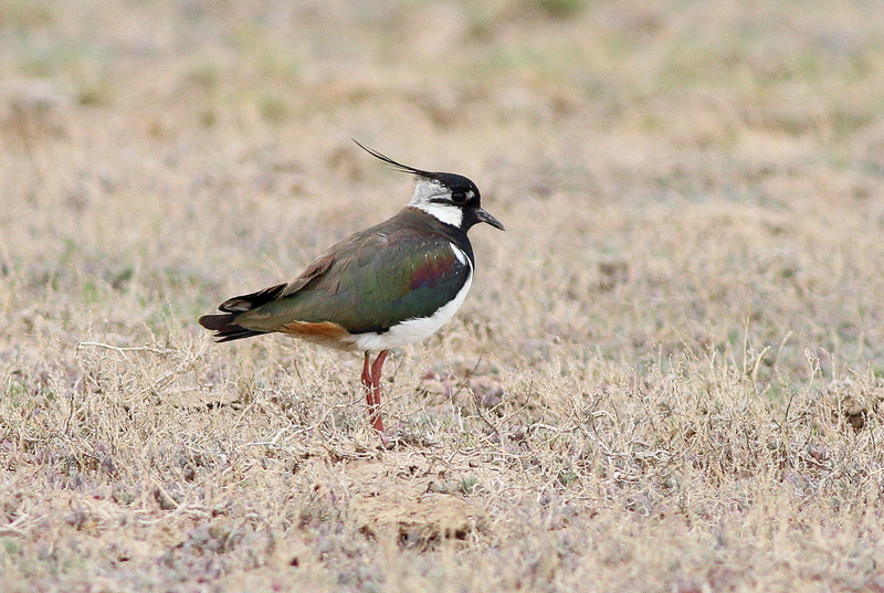 Northern Lapwing