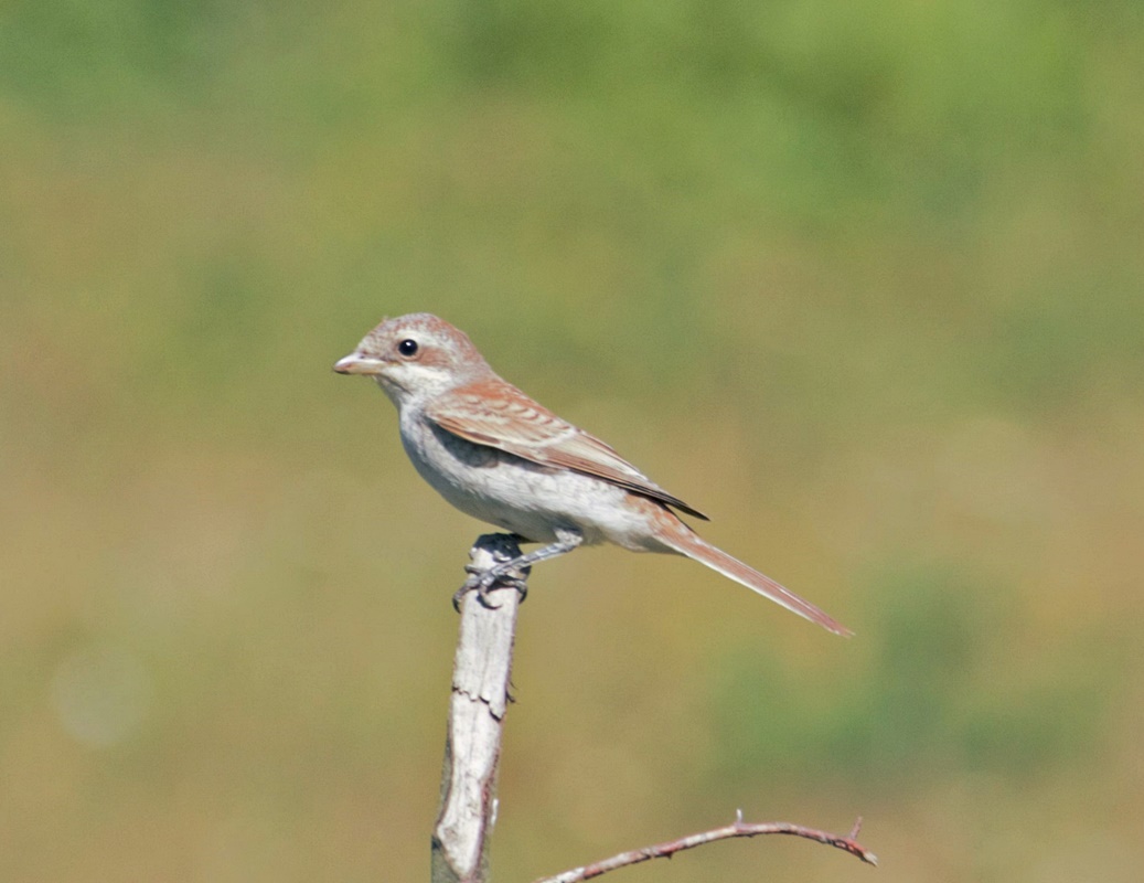 Red-backed Shrike