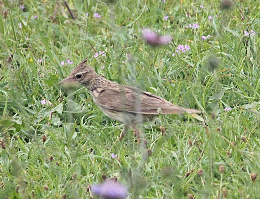 Crested Lark