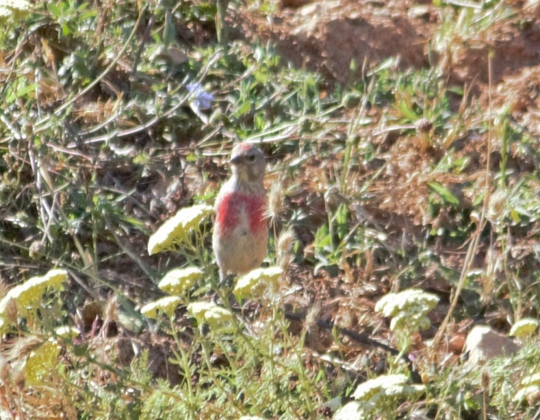 Common Linnet