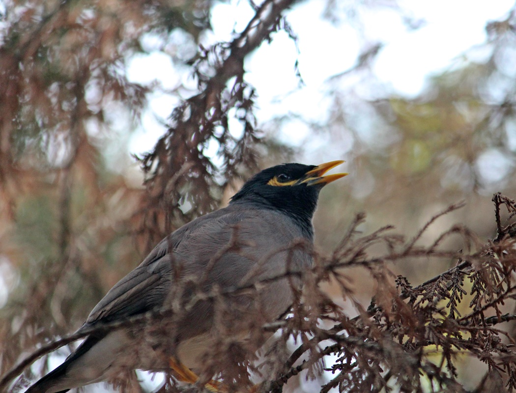 Common Myna