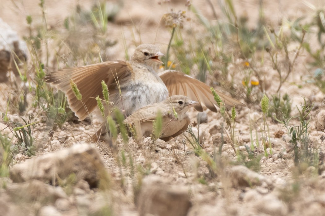 Bar-tailed Lark