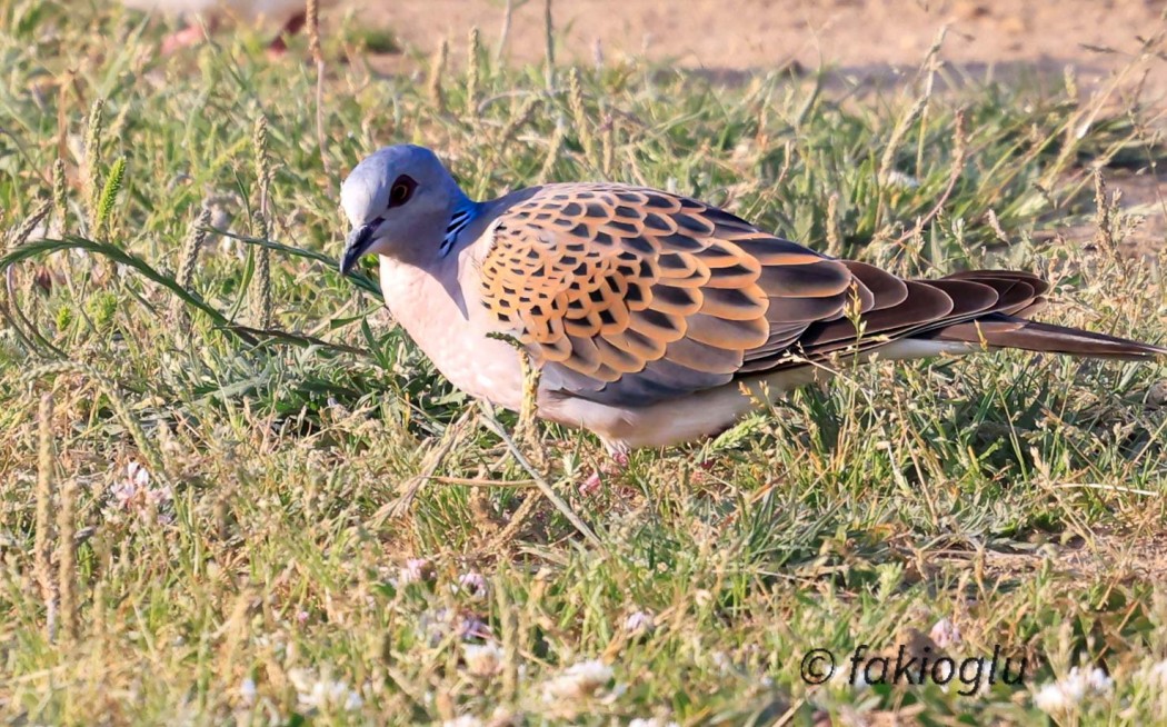 European Turtle Dove
