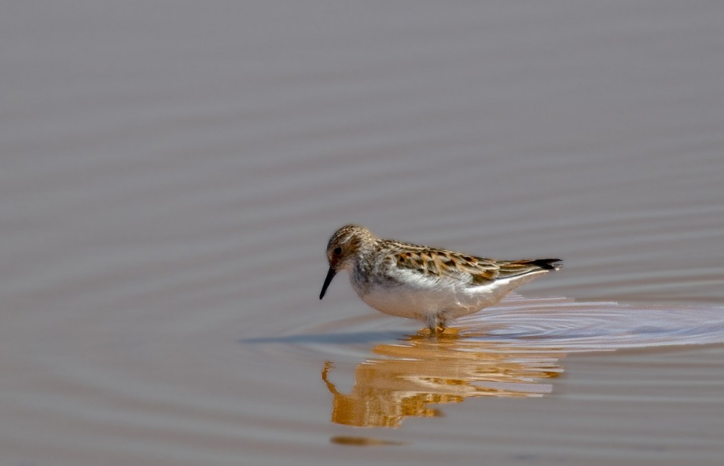 Little Stint