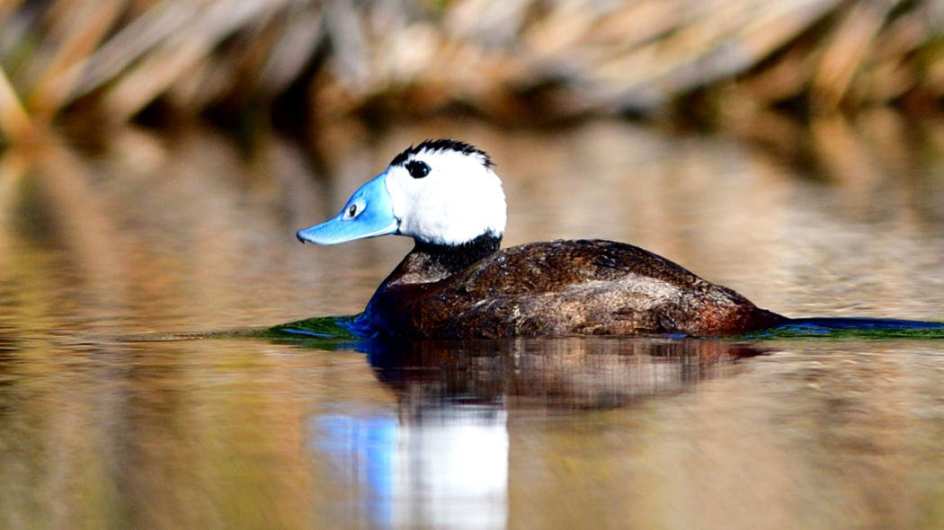 White-headed Duck