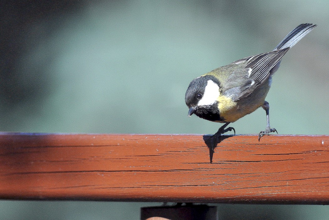 Great Tit