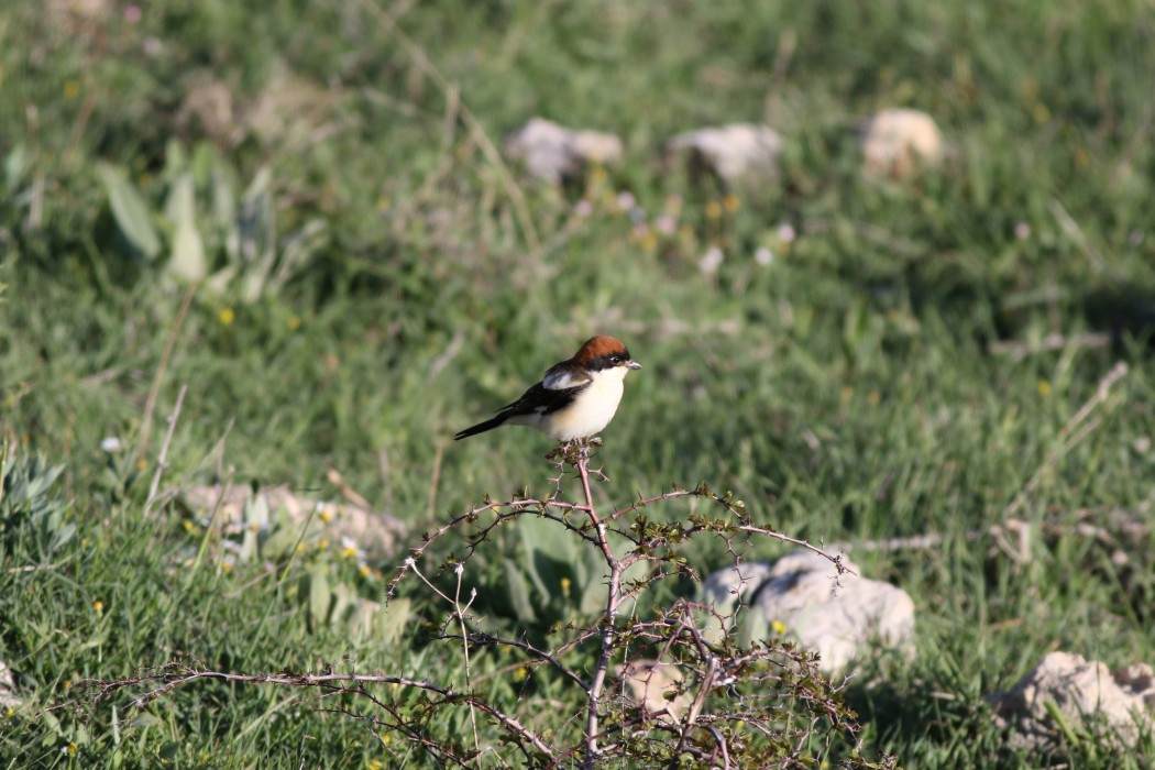 Woodchat Shrike