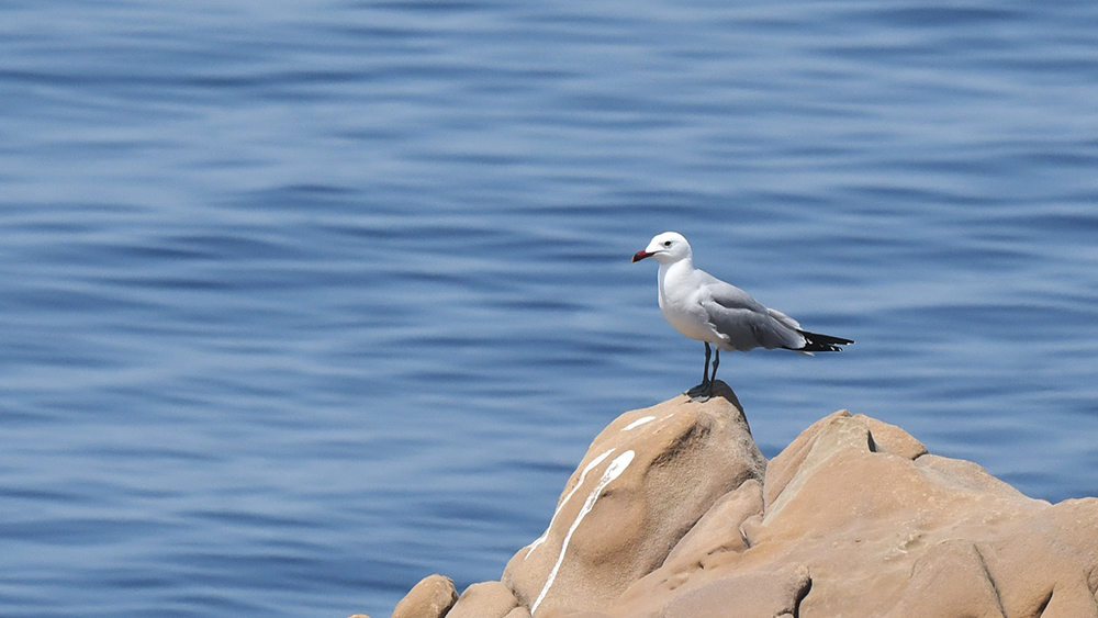 Audouin`s Gull