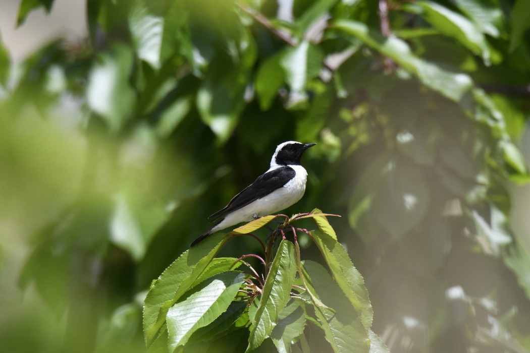 Black-eared Wheatear