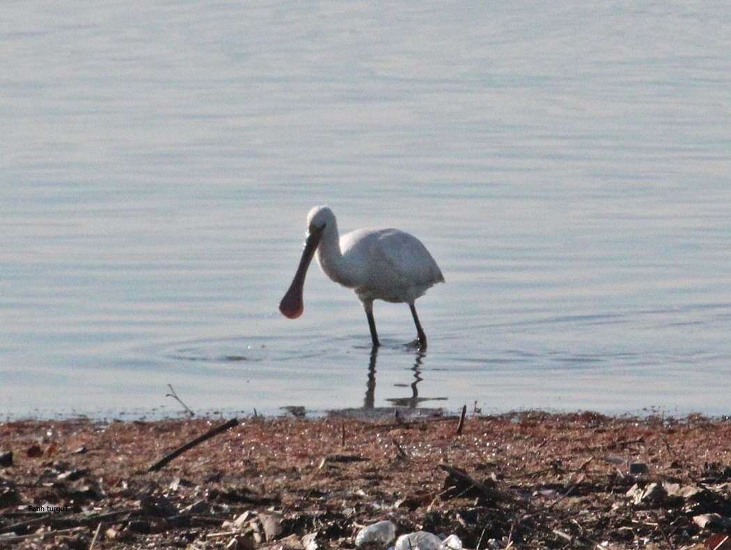 Eurasian Spoonbill