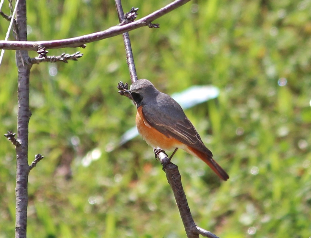 Common Redstart