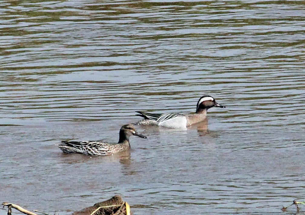 Garganey