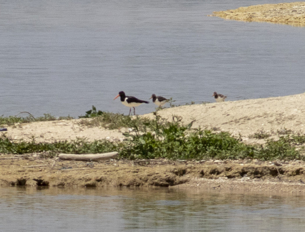 Eurasian Oystercatcher
