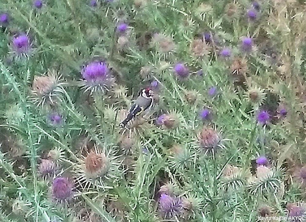 European Goldfinch