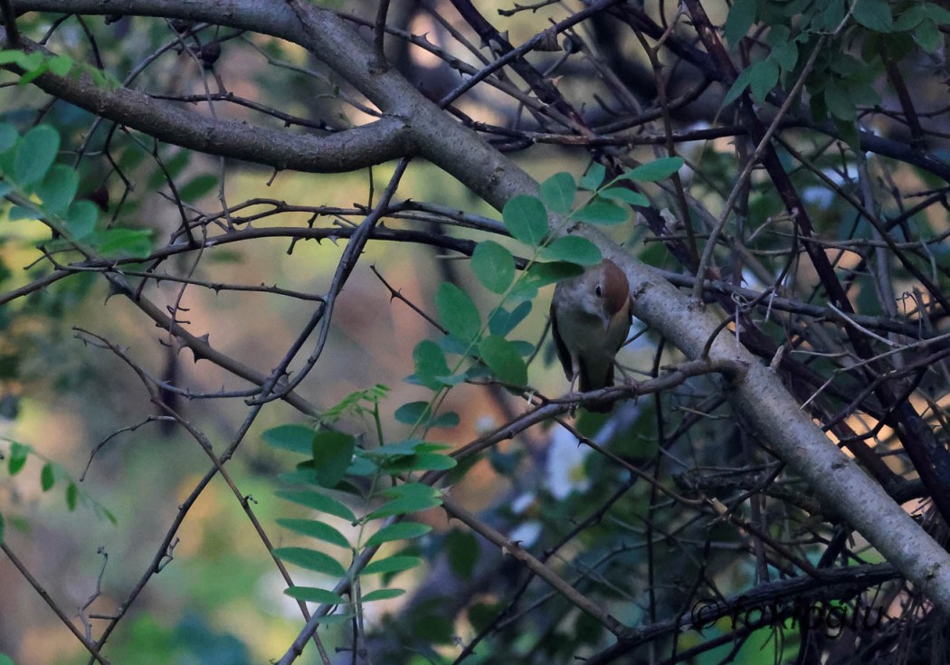 Eurasian Blackcap