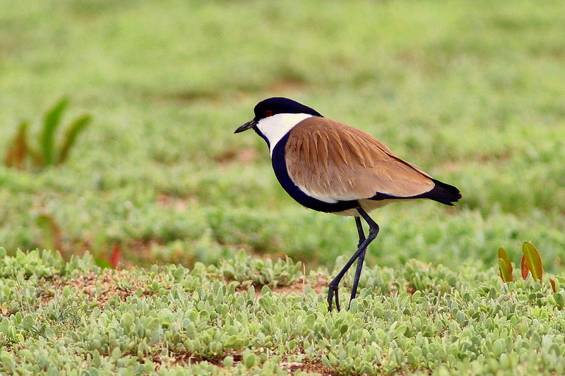 Spur-winged Lapwing