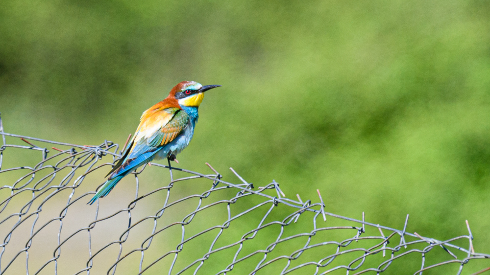 European Bee-eater