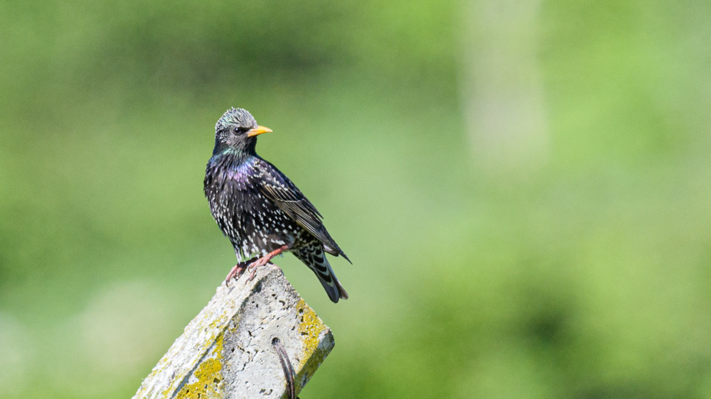 Common Starling