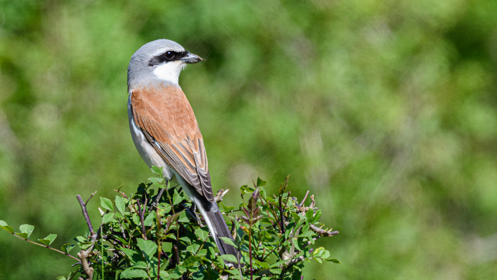Red-backed Shrike