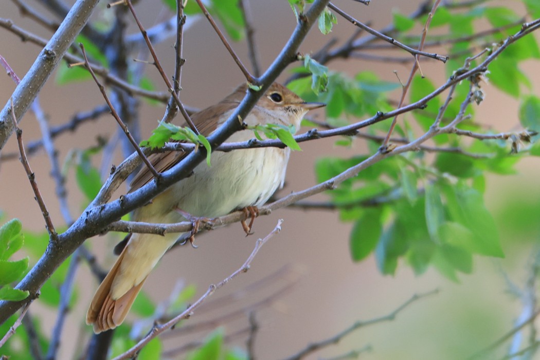 Common Nightingale