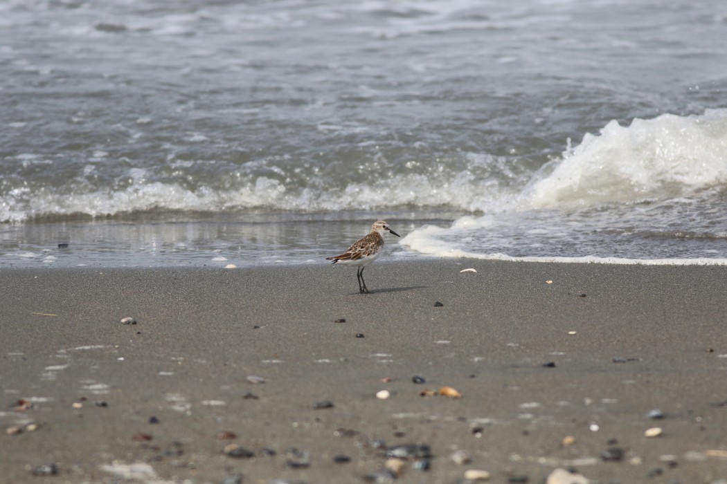 Little Stint