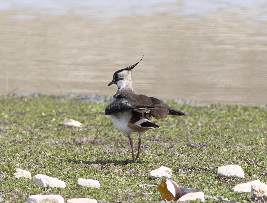 Northern Lapwing