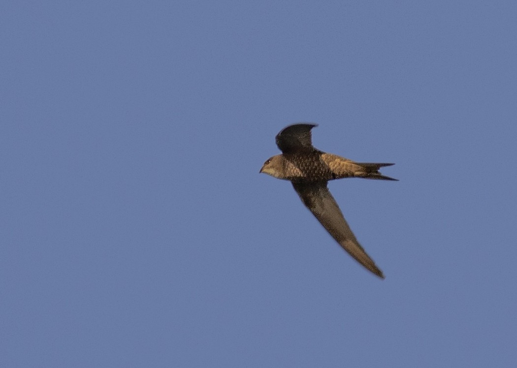 Pallid Swift