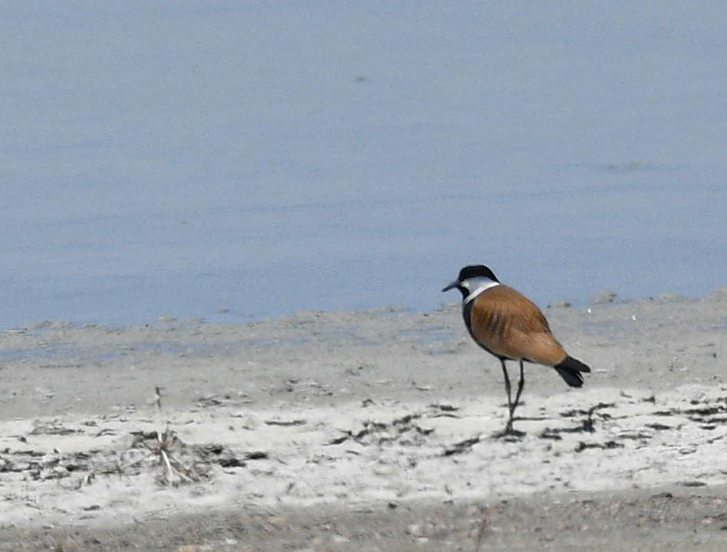 Spur-winged Lapwing